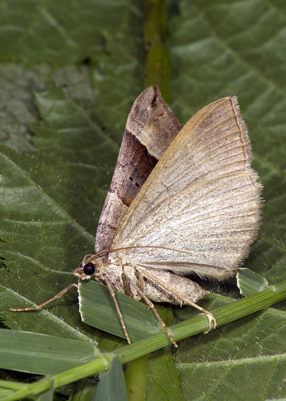 Scotopteryx moeniata?...  Scotopteryx cfr. angularia